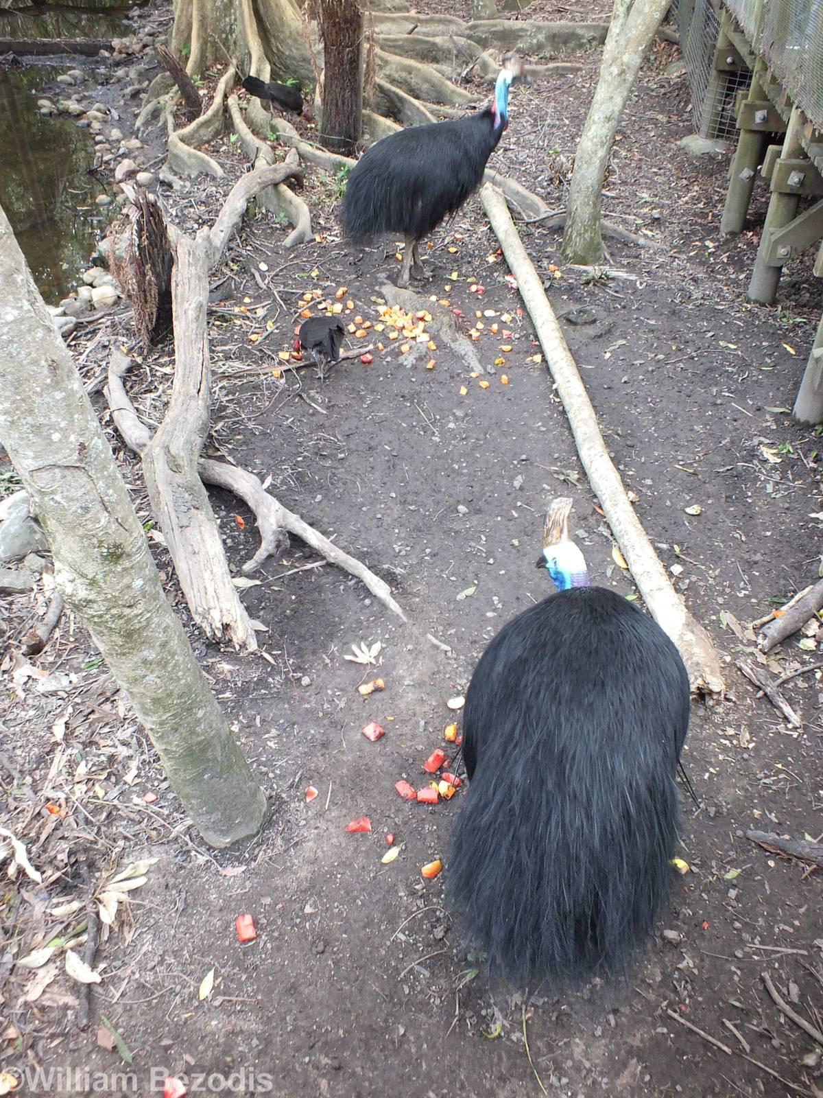 Cassowaries Being Fed (and wild Brush Turkey)