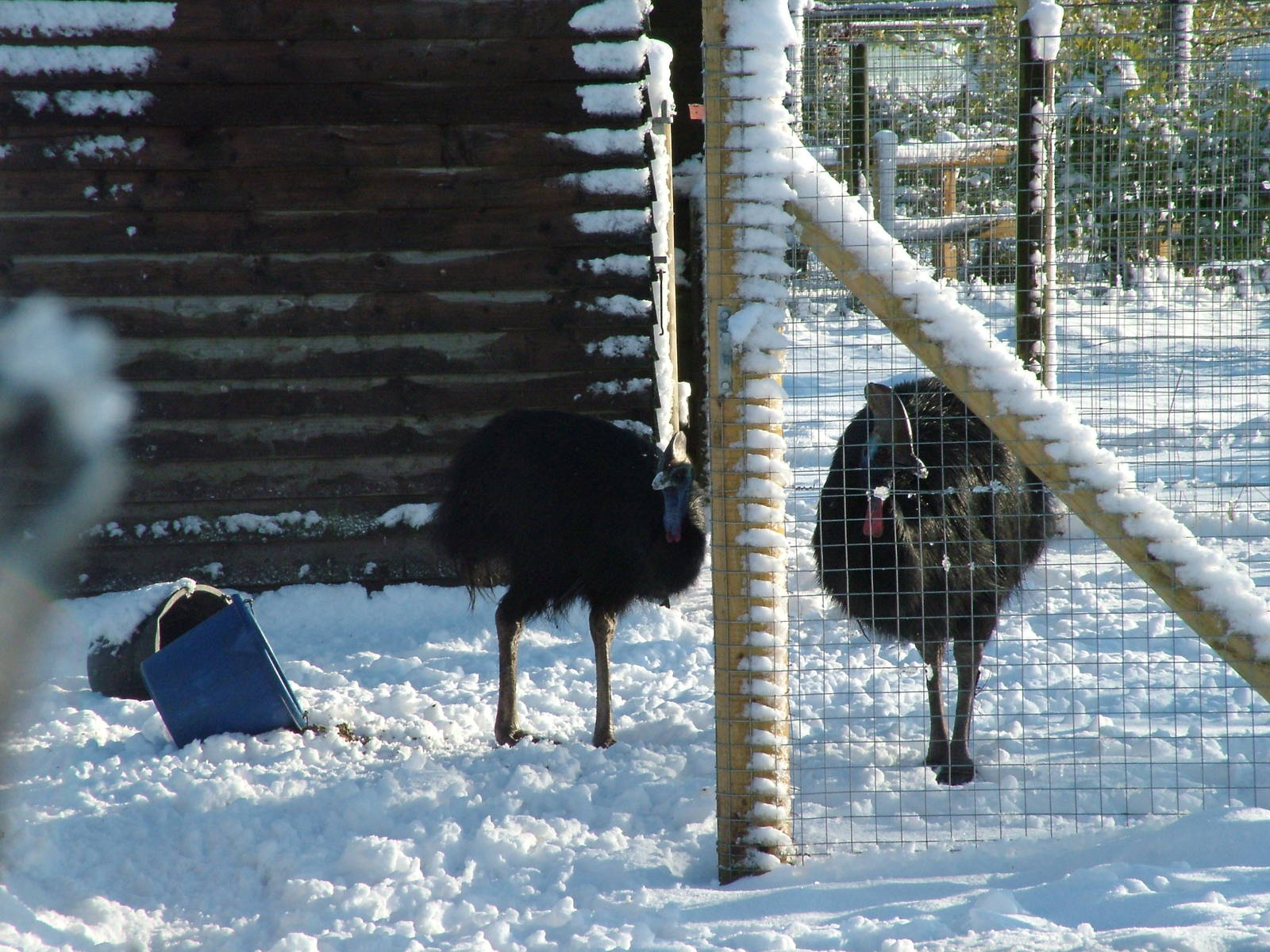 Cassowaries, Blackbrook in the Snow, 03/01/10