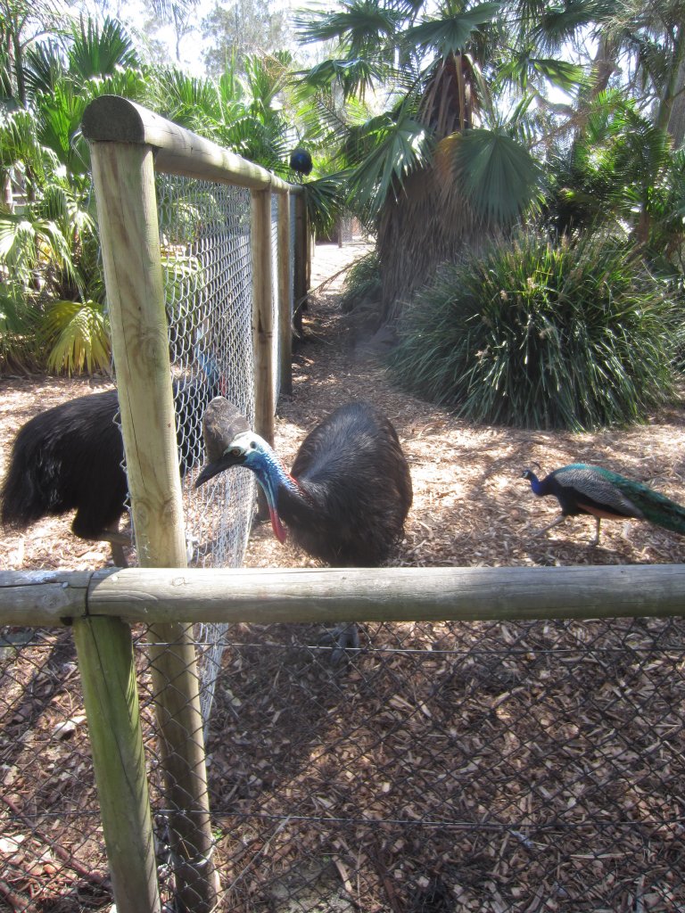 Cassowaries