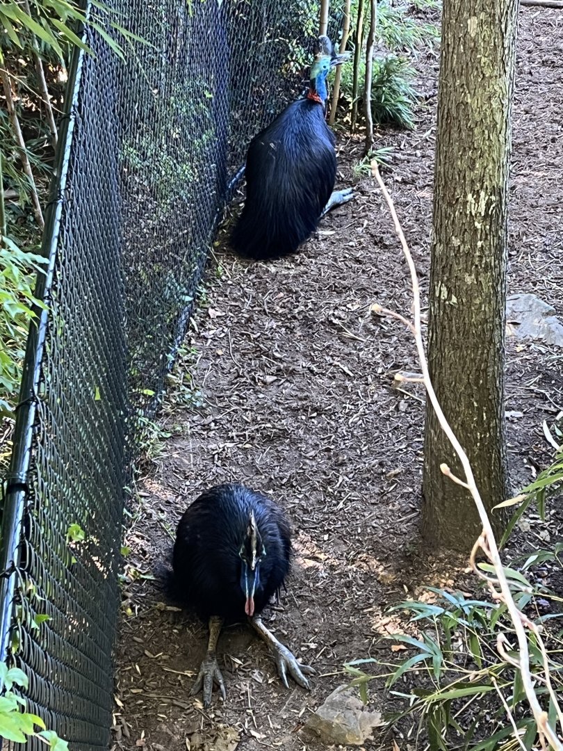 Cassowaries