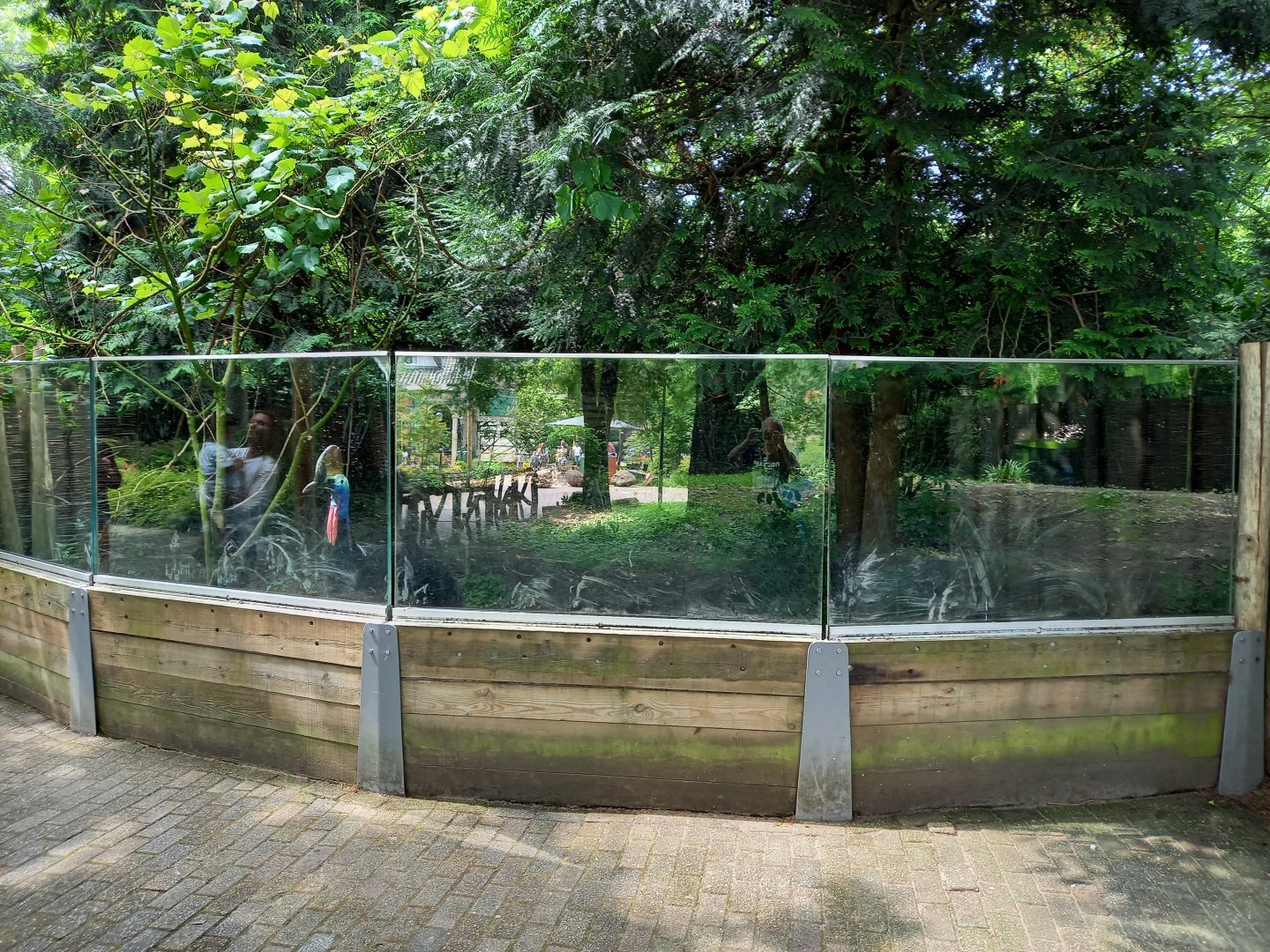 Cassowarry-enclosure