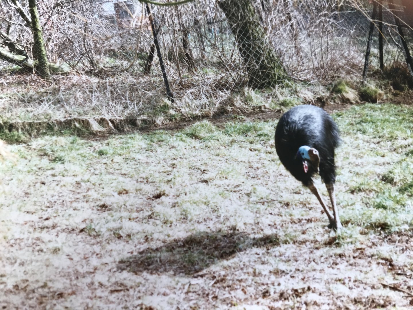 Cassowary 1990s