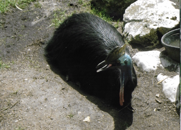 cassowary 2010