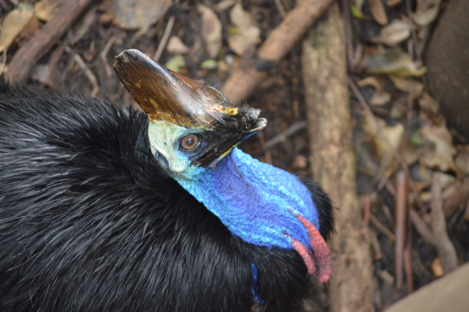 Cassowary, 2020