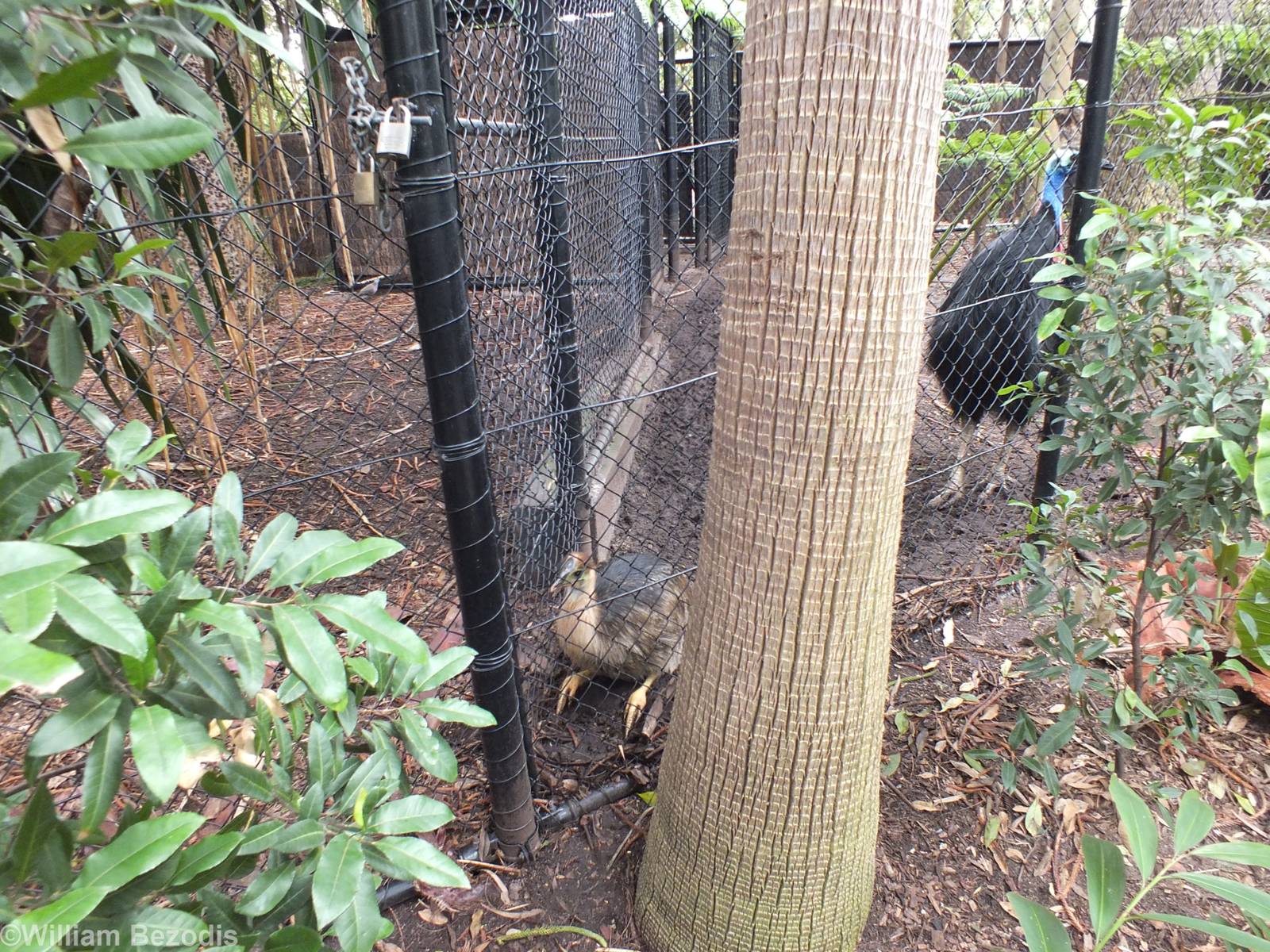 Cassowary Adult and Young