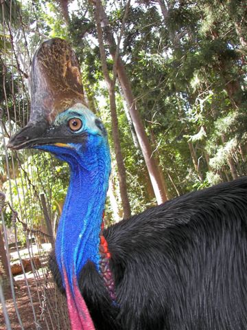 Cassowary Adult