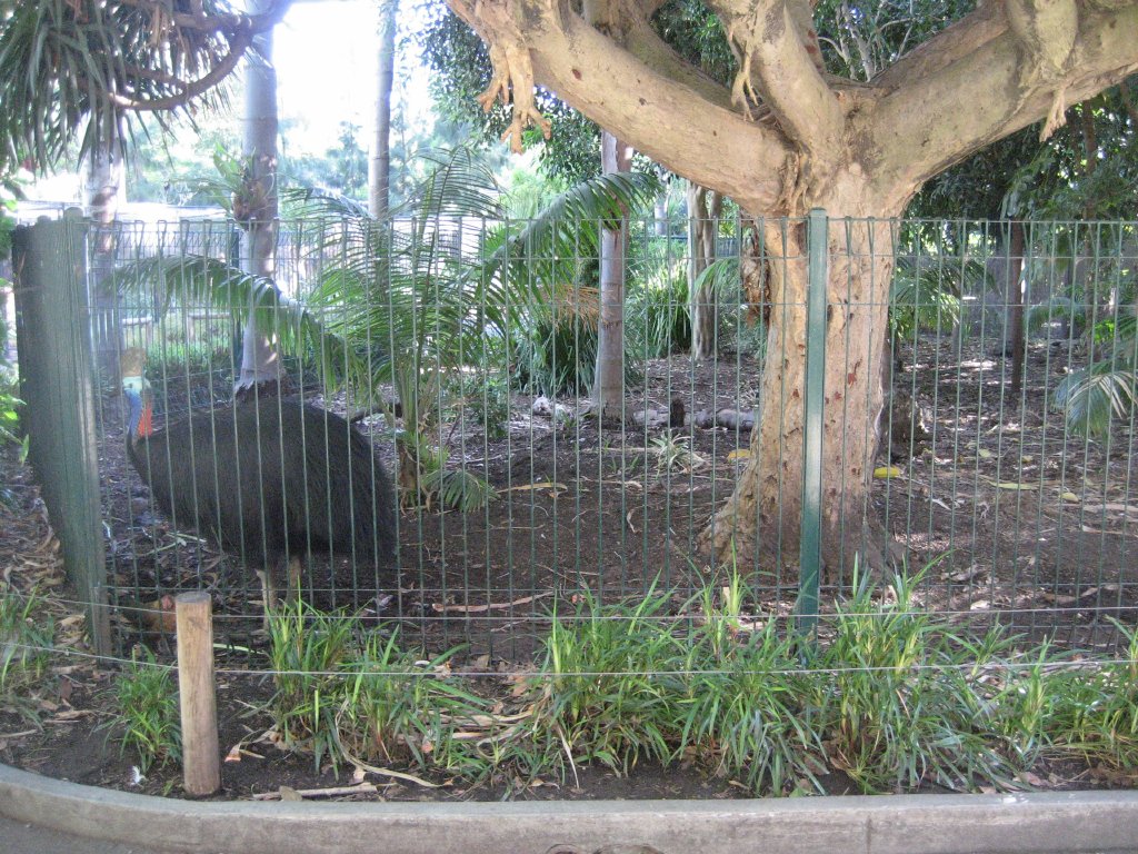 Cassowary and enclosure
