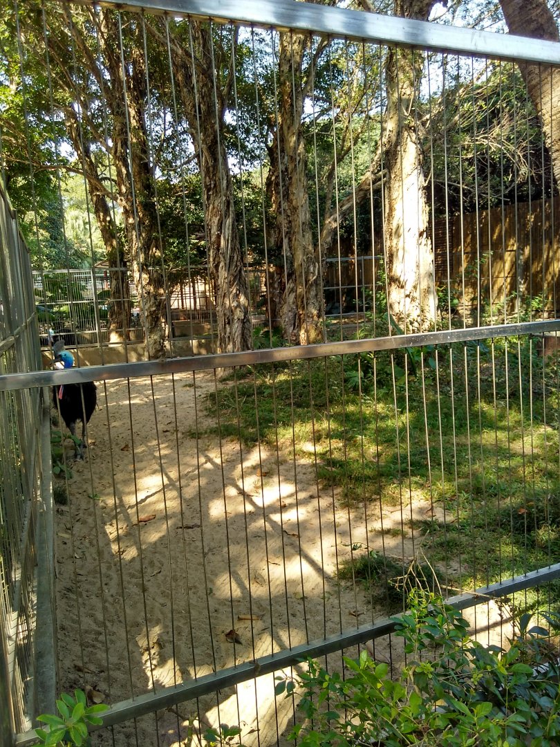 Cassowary and its exhibit