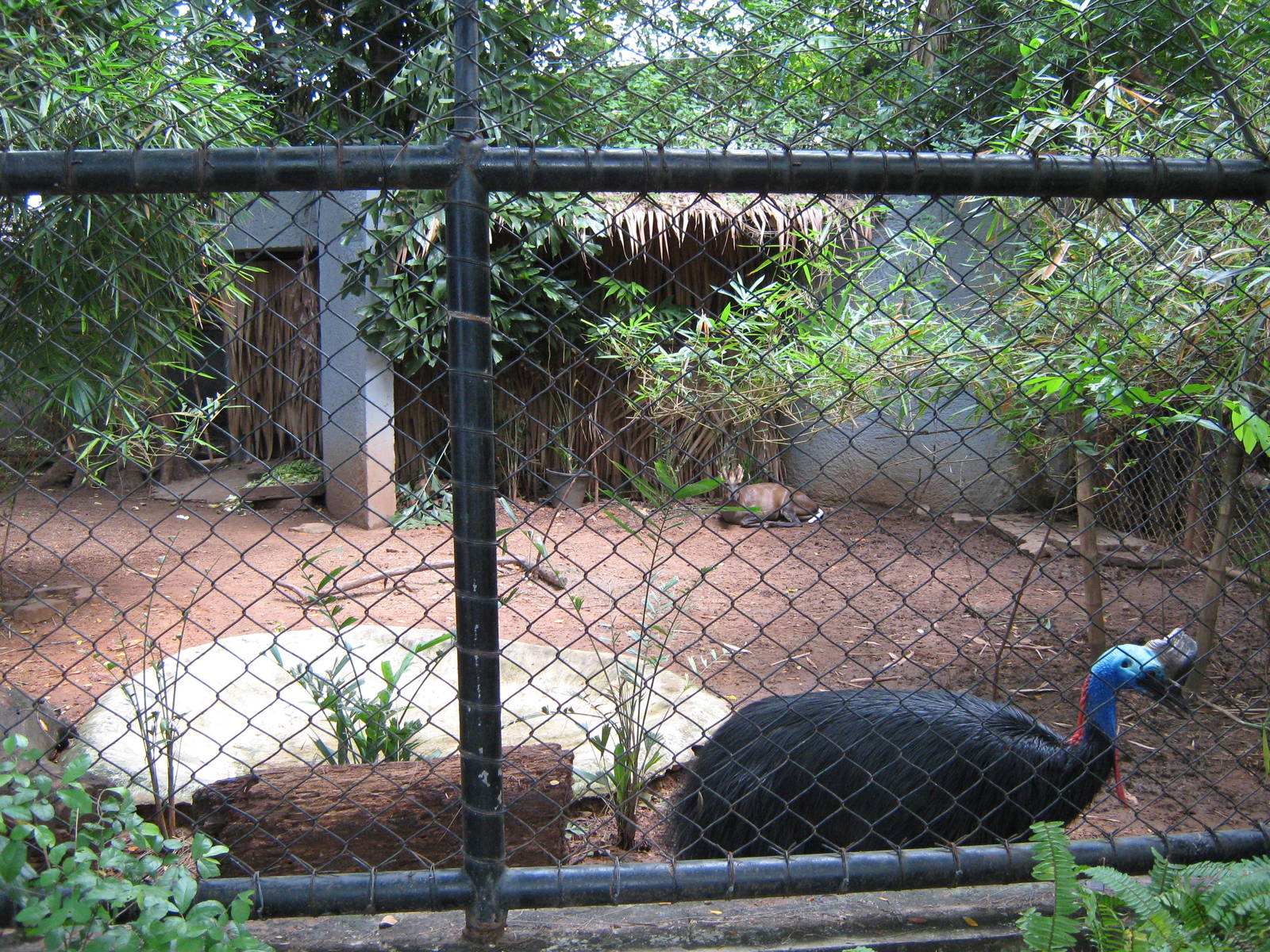 cassowary (and muntjac!) enclosure