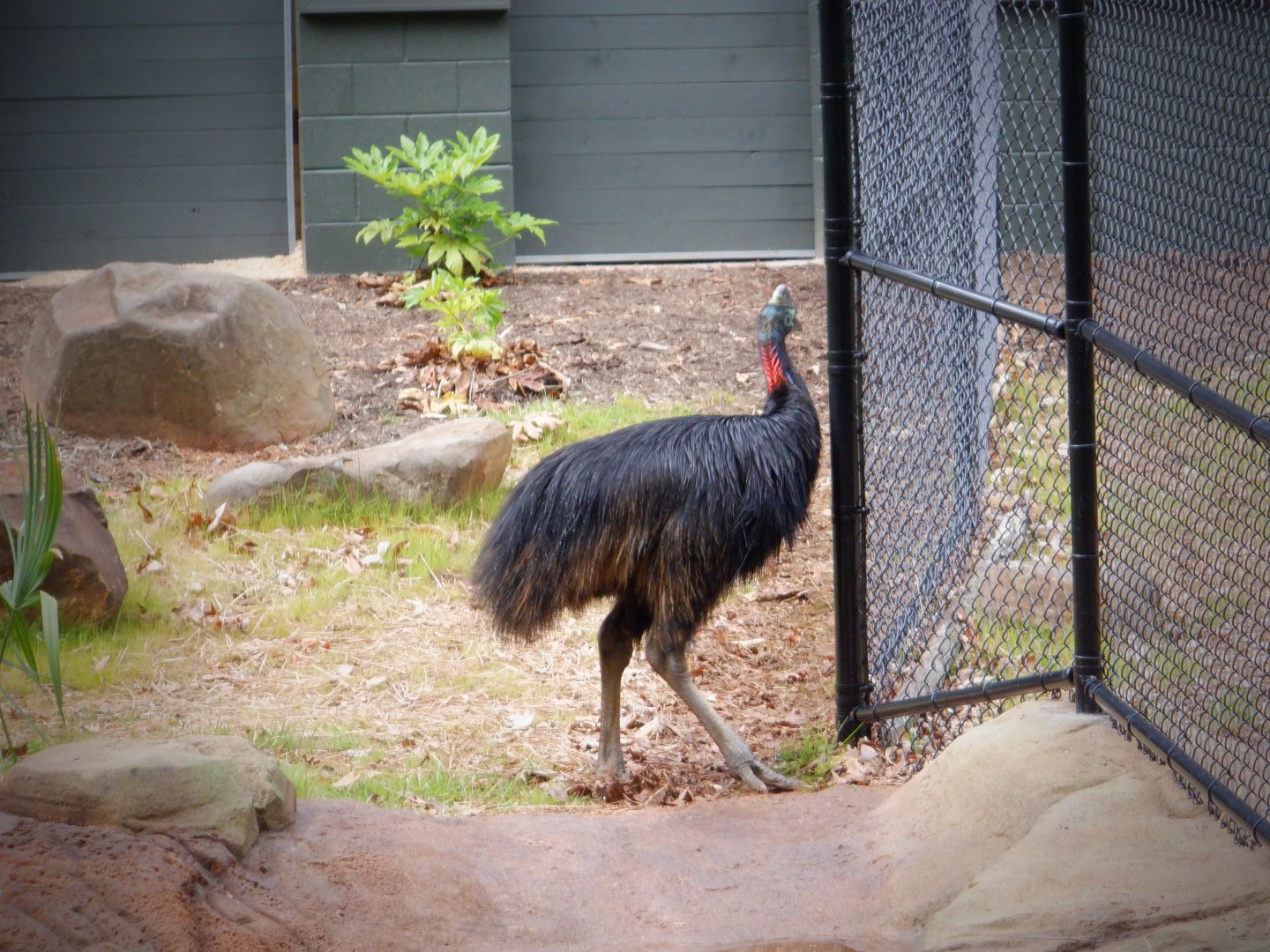 Cassowary at the Greensboro Science Center