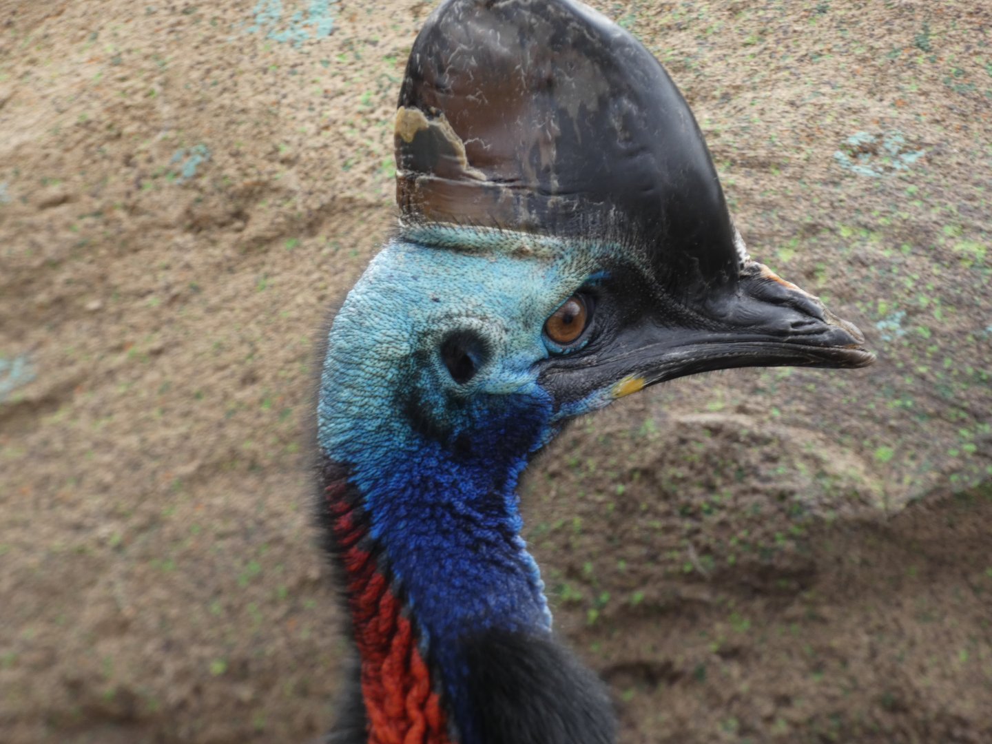 Cassowary at the Greensboro Science Center