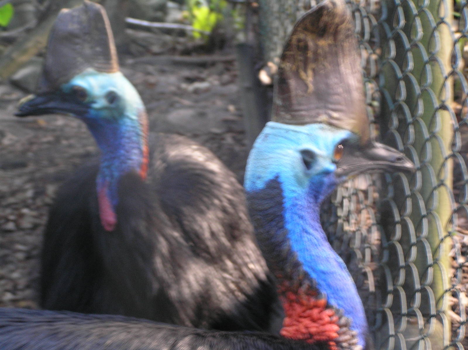 Cassowary - Cairns tropical zoo 05