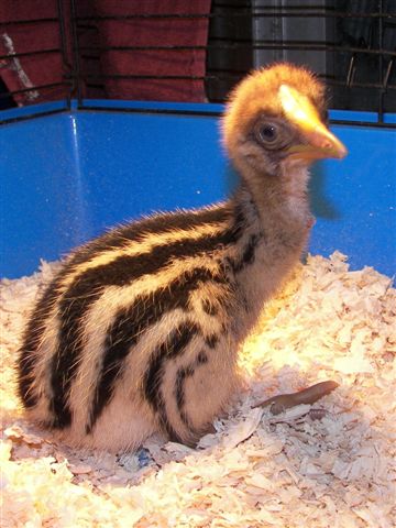 Cassowary Chick 1 Day Old