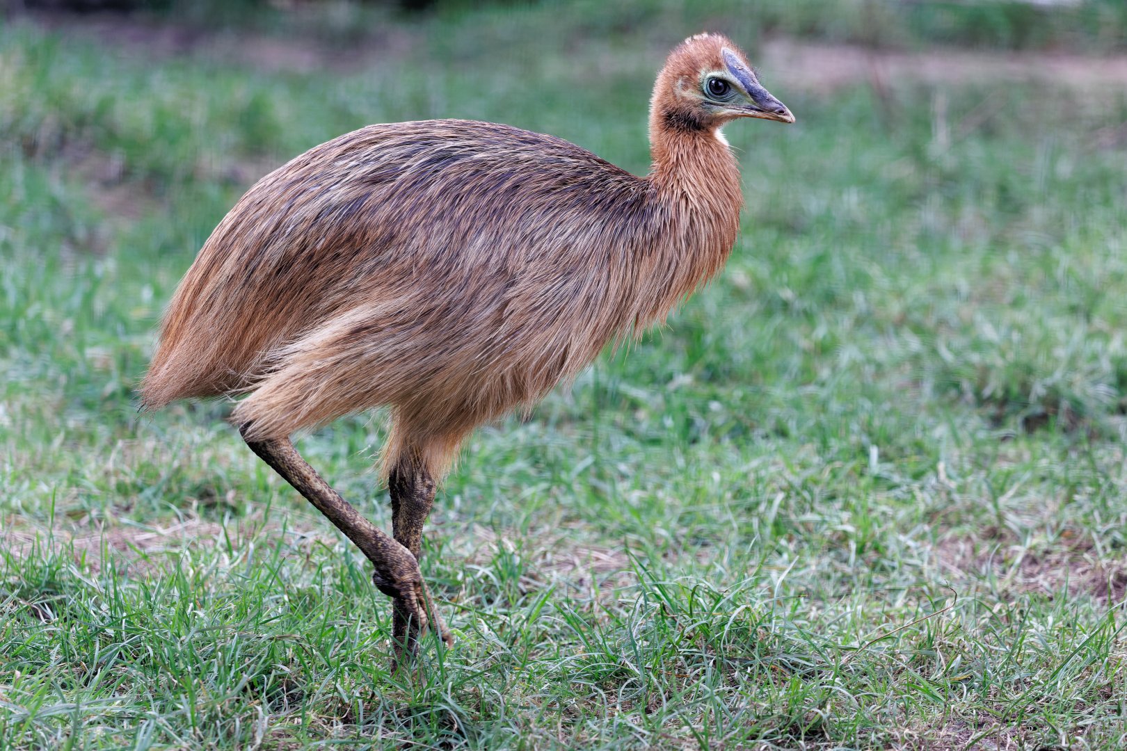 Cassowary chick / 10-2-2022 / Hamerton