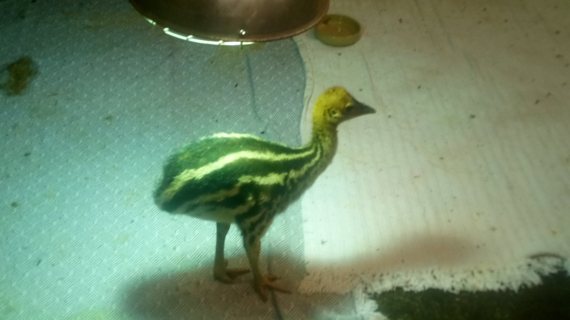 Cassowary Chick 16/10/21