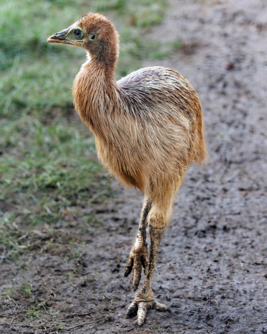 Cassowary chick / 27-1-2022 / Hamerton