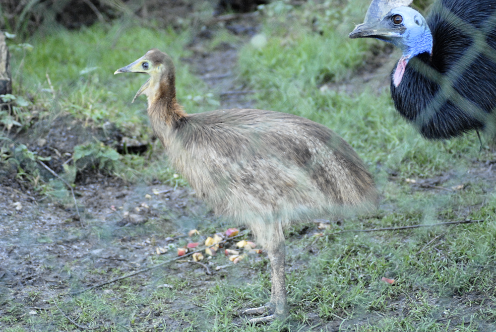 Cassowary Chick - Birdland 2025