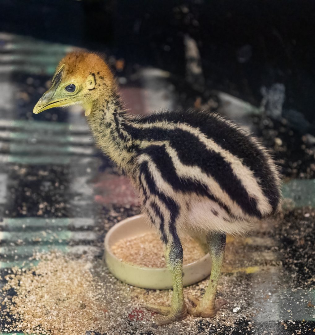 Cassowary Chick / Hamerton / 23-9-21