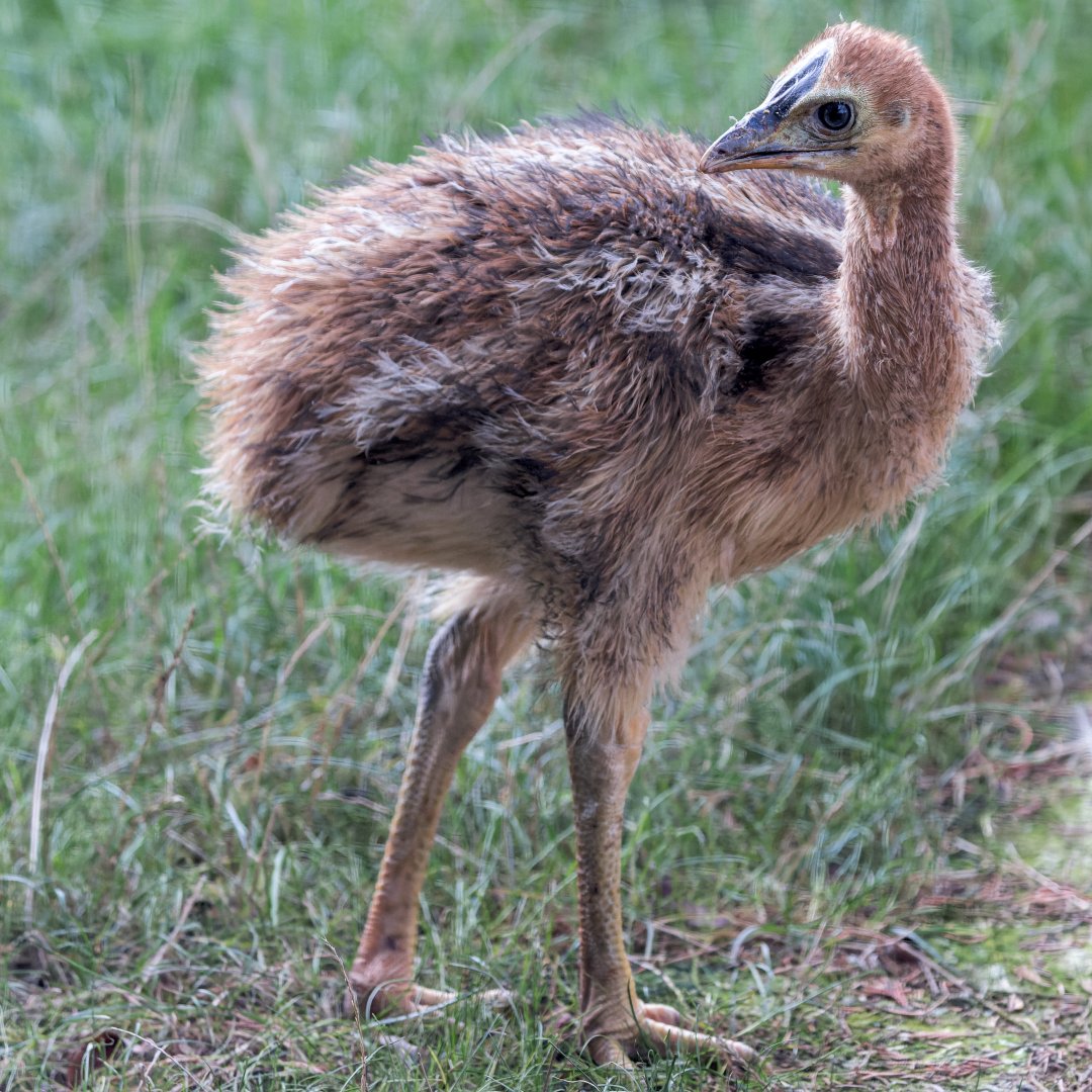 Cassowary Chick / Hamerton / 25-11-21