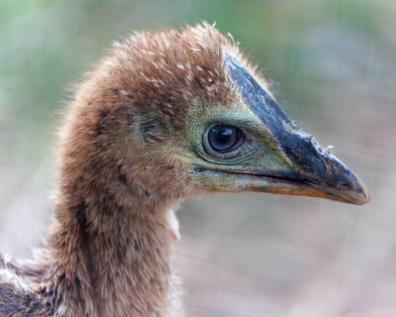 Cassowary chick / Hamerton / 25-11-21