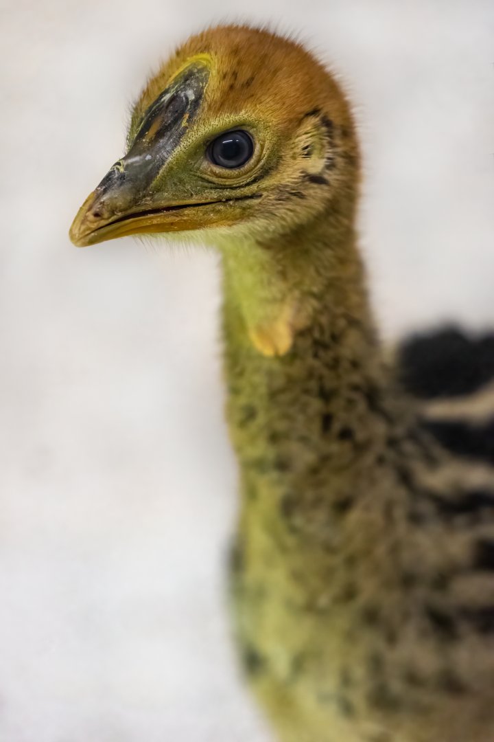 Cassowary chick  / Hamerton / 7-10-21