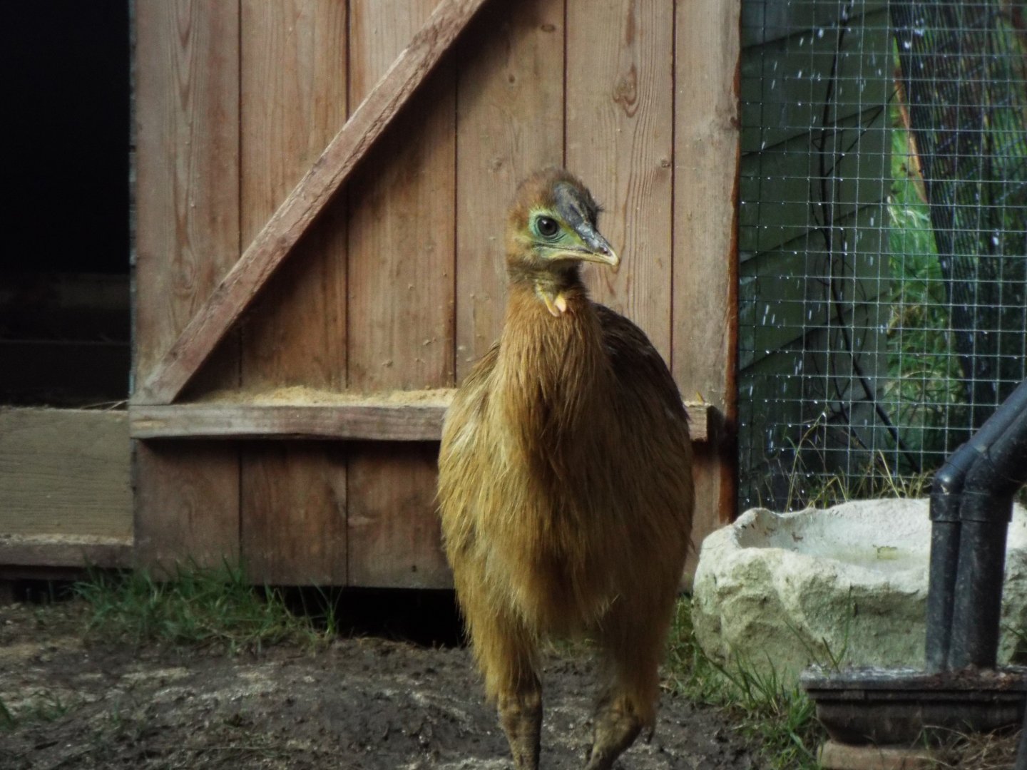 Cassowary Chick, Hamerton Zoo Park