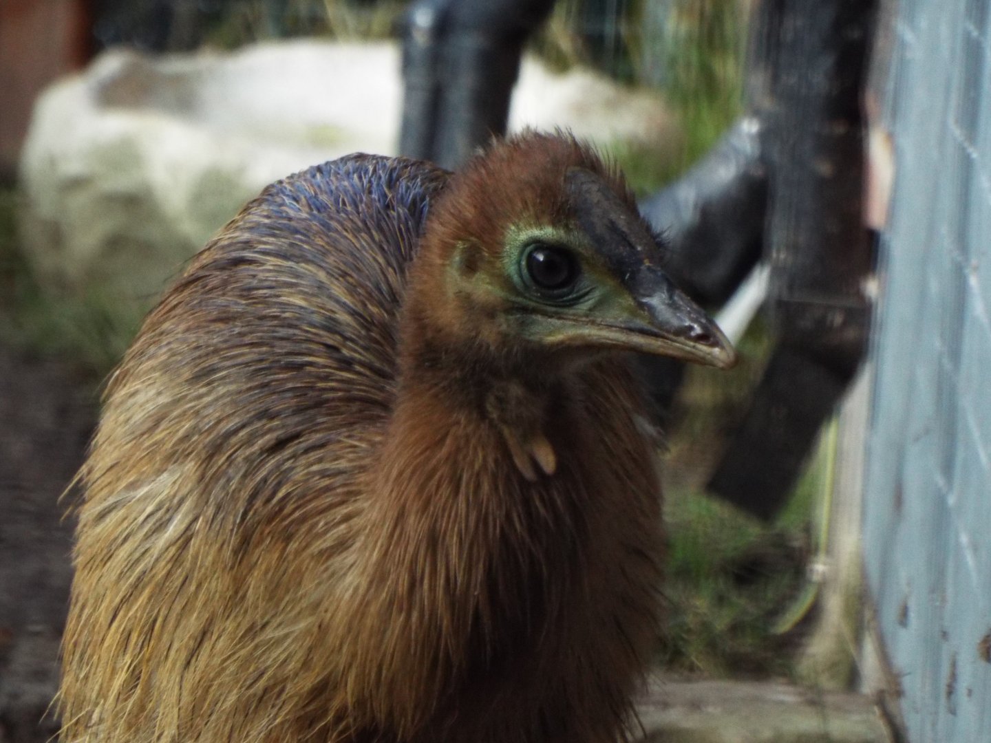 Cassowary Chick, Hamerton Zoo Park