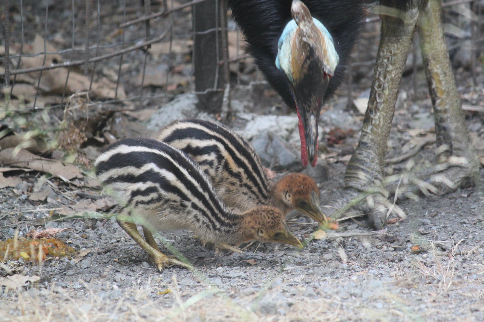 Cassowary chicks feeding