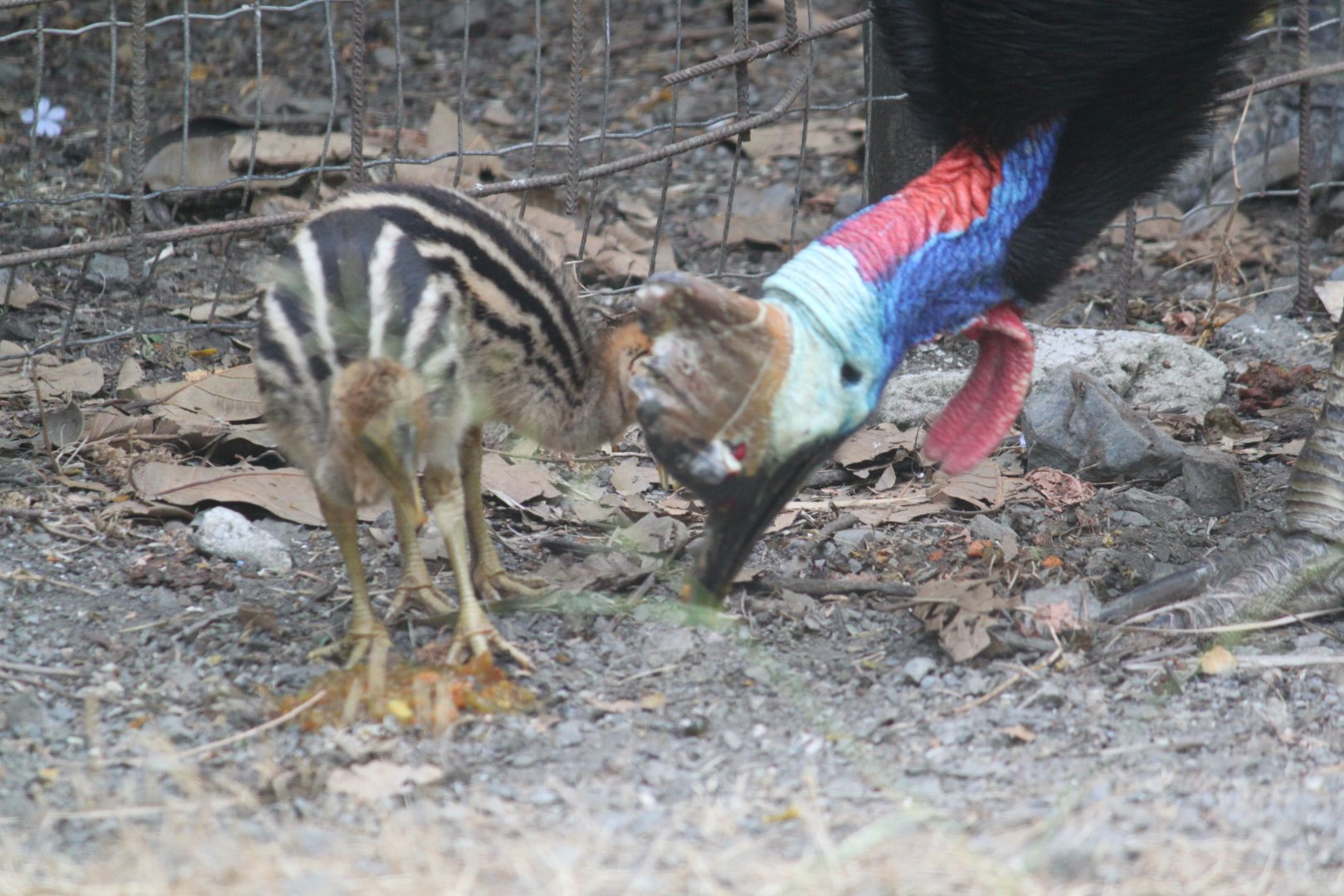 Cassowary chicks feeding