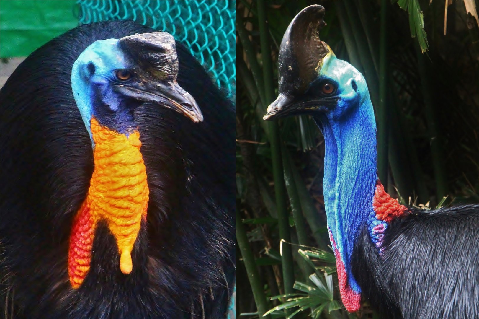 Cassowary comparison