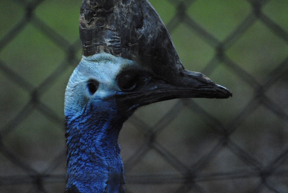 Cassowary - Cotswolds 2021