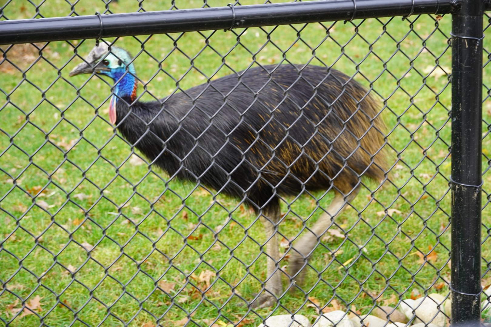 Cassowary, "Cremini"
