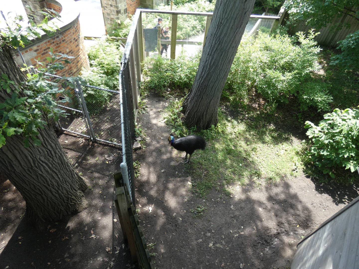 Cassowary Crossing - July 2021