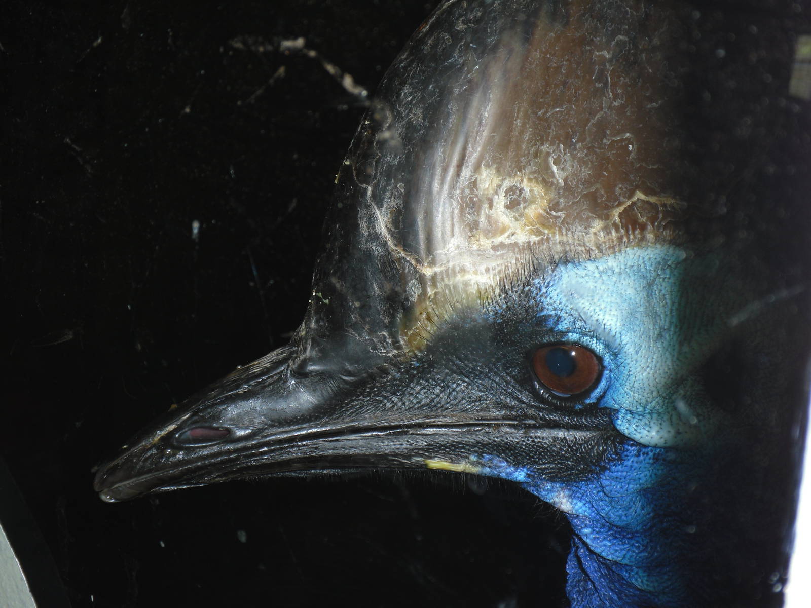 Cassowary - Edinburgh Zoo (September 10th 2011)