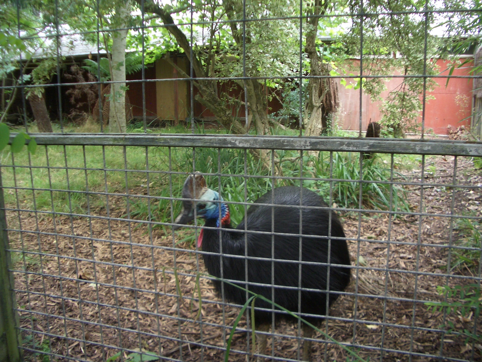 Cassowary Enclosure - 24.07.2010