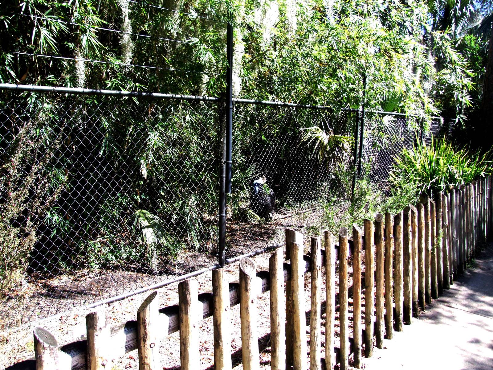 Cassowary Enclosure at Jacksonville, 10/10/13