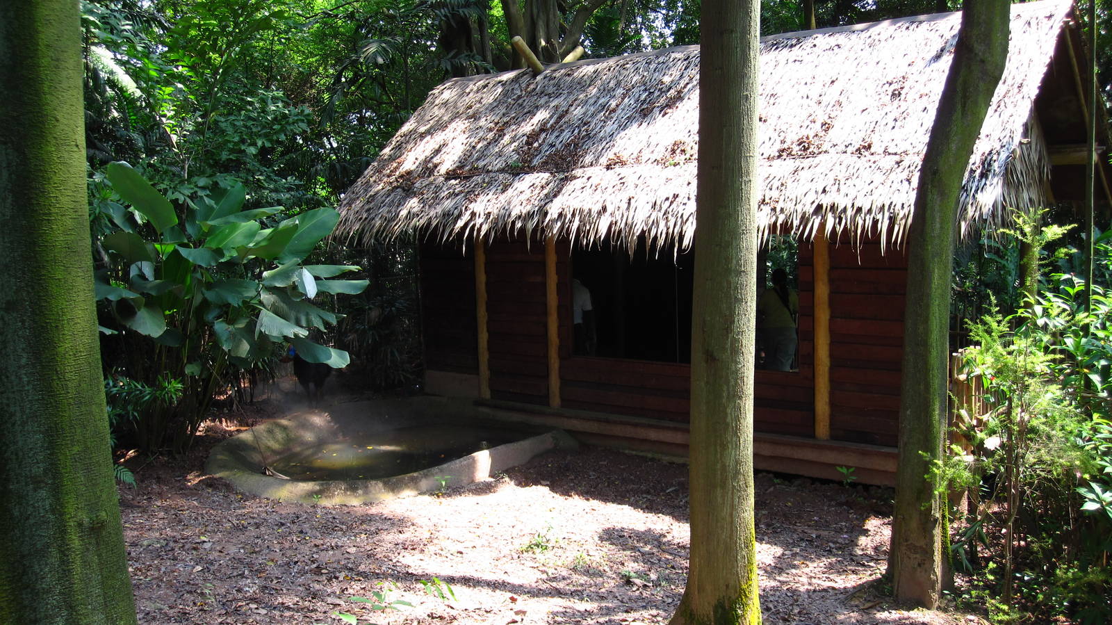 Cassowary enclosure, Dinosaur Descendants - Jurong Bird Park