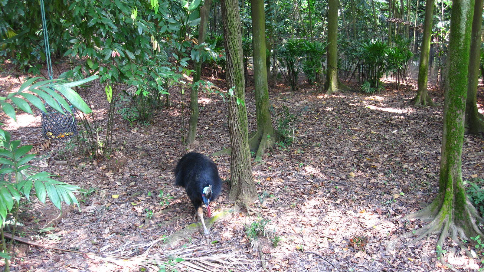 Cassowary enclosure, Dinosaur Descendants - Jurong Bird Park