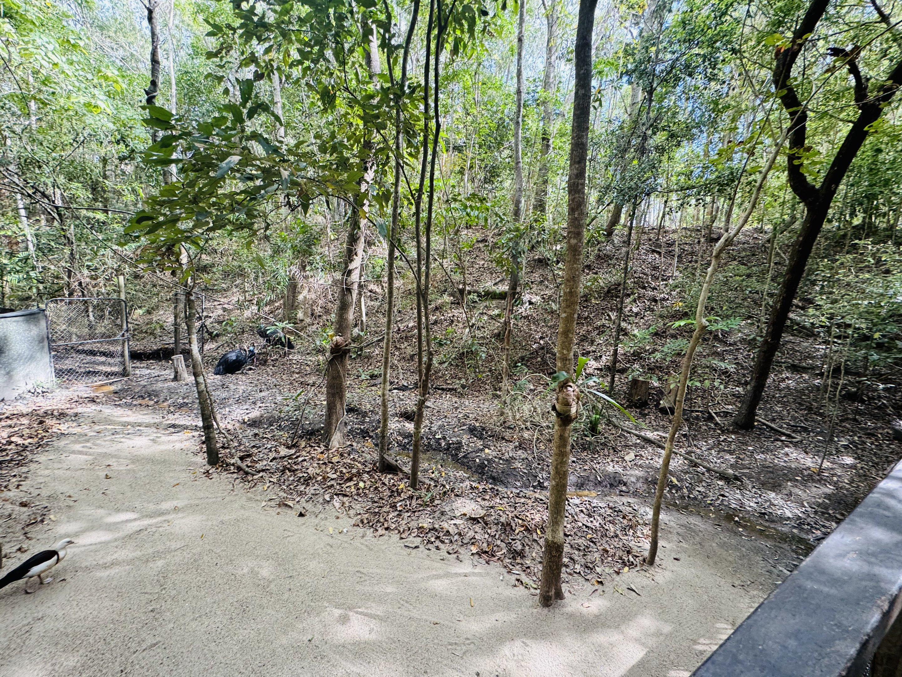 Cassowary enclosure example