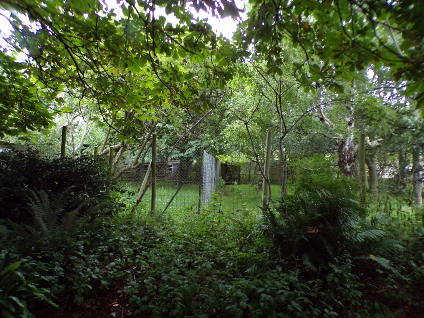 Cassowary enclosure in the evening 22.7.23