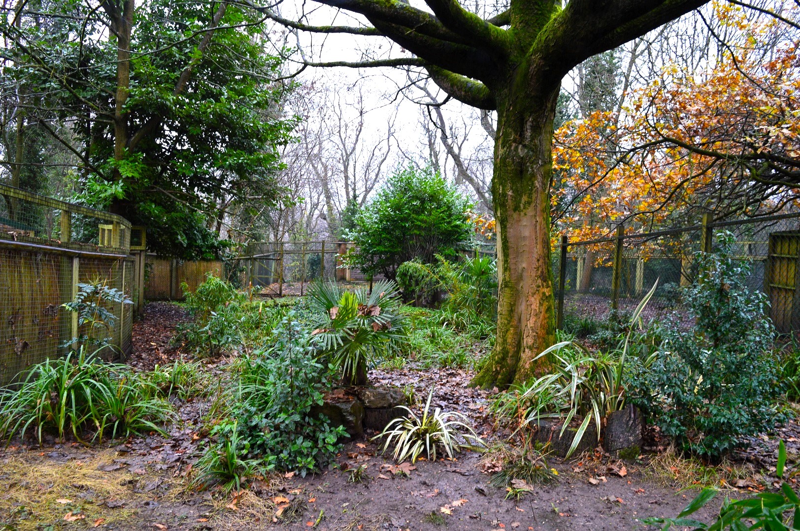Cassowary enclosure in winter.