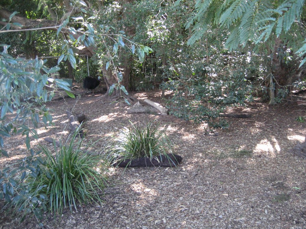 Cassowary enclosure, with cassowary