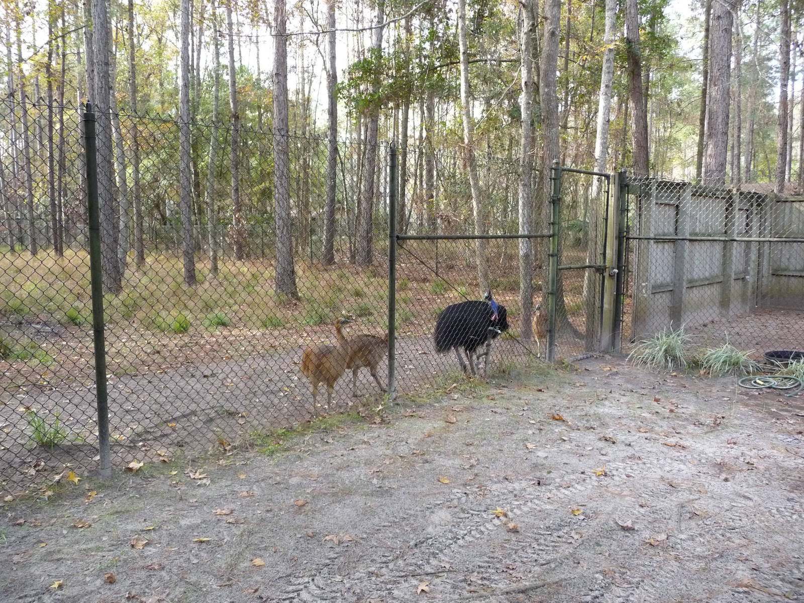 Cassowary Enclosure