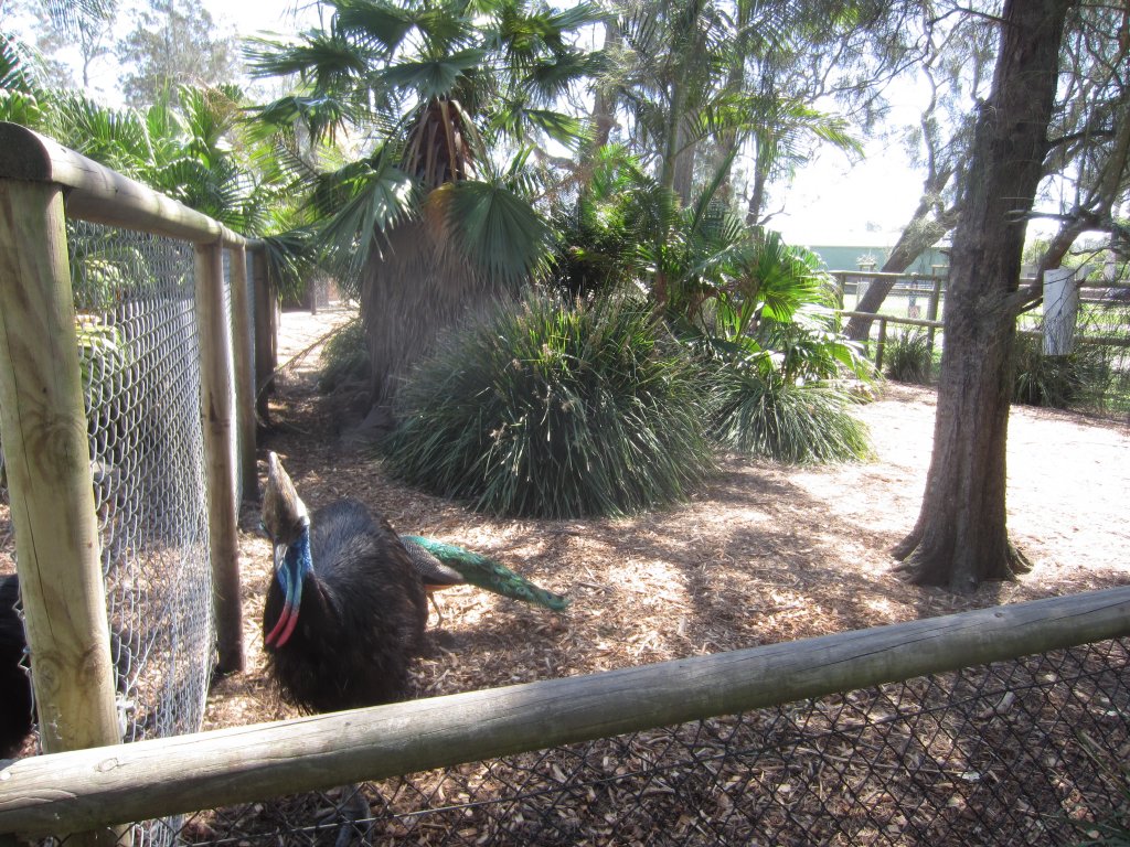 Cassowary enclosure