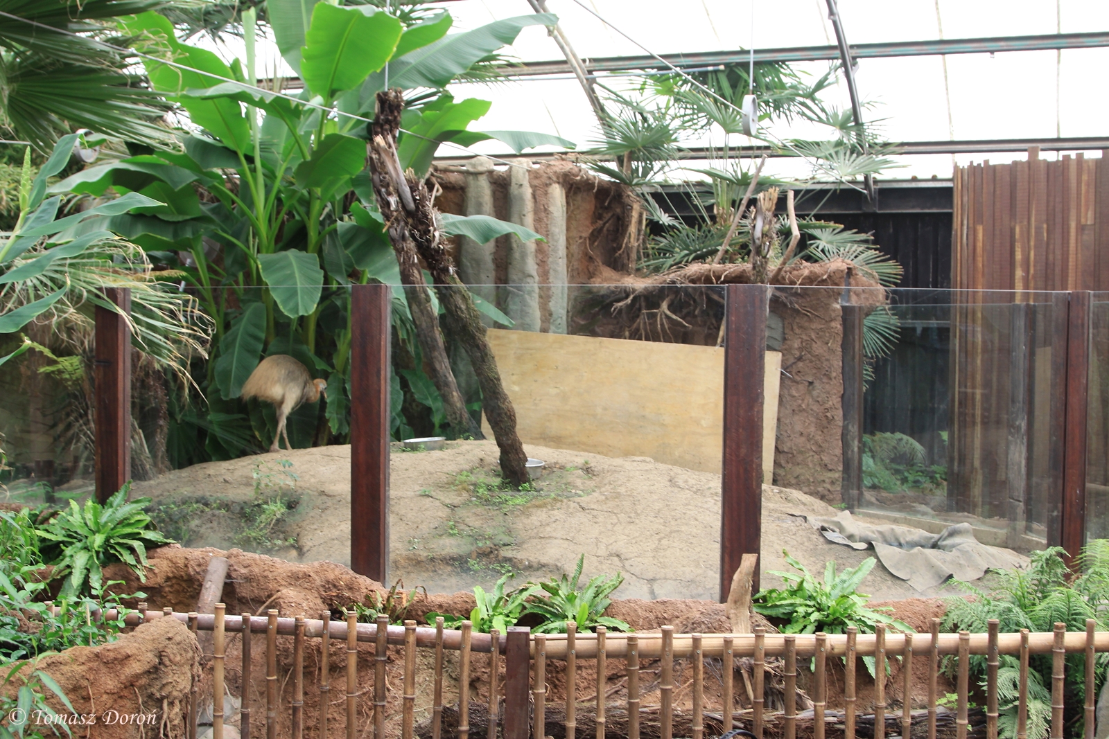 Cassowary enclosure