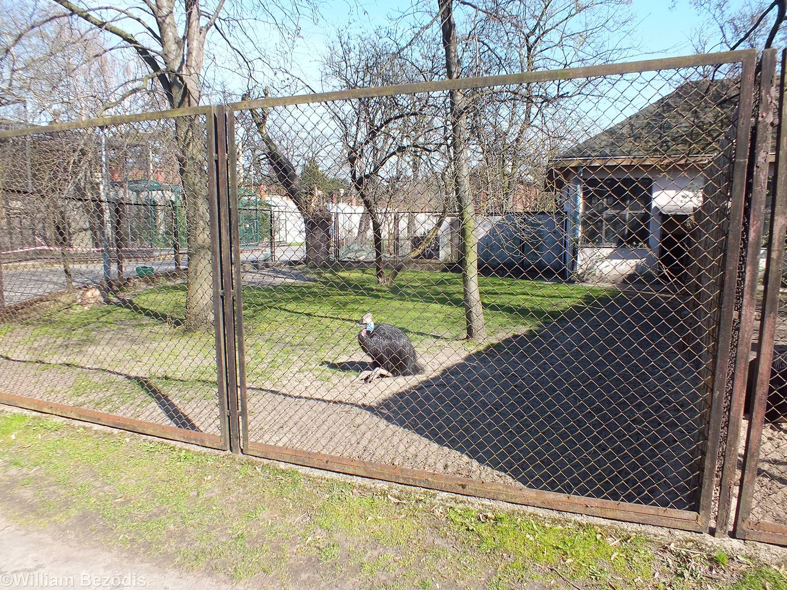 Cassowary Enclosure
