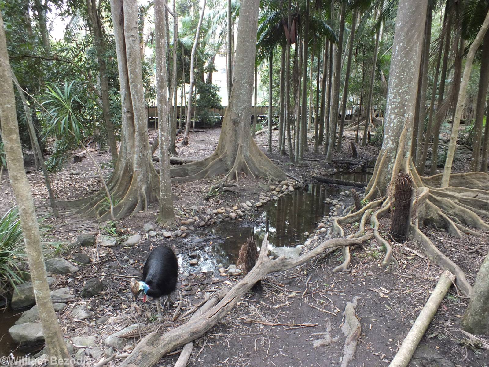 Cassowary Enclosure