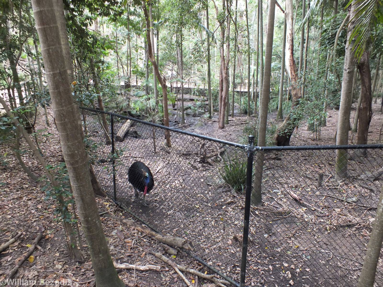 Cassowary Enclosure
