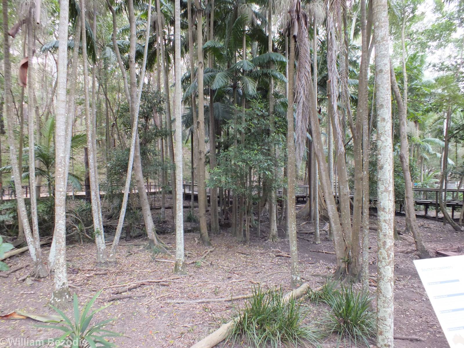 Cassowary Enclosure