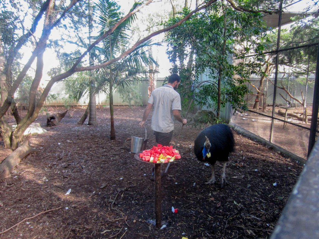 Cassowary enclosure